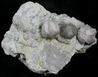 Blastoid (Pentremites) Fossils - Illinois #25415-1